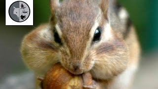 Chipmunk - Nature Web TV Movies