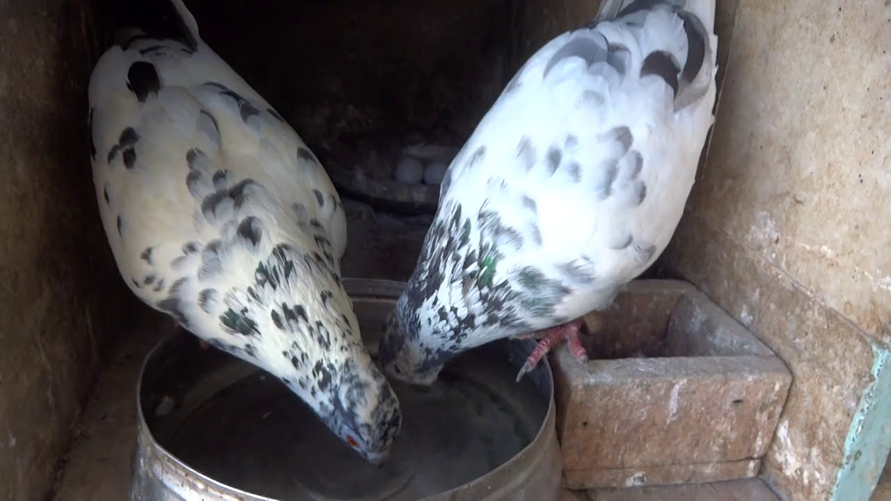 How Do Doves Drink Water?