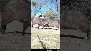 javelina body slam! #javelina #animals #cute #wildlife #arizona