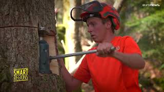 Smart Regions: A European project is boosting the Alp’s timber industry while protecting the forests
