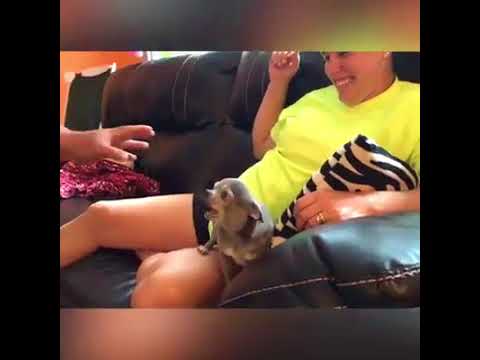 hilarious baby shower games Dog Hates Being Ignored