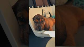 BRUDI Hunting dog first day home 🐗🐗🐗🏡🏡🏡 #hunting #alpinedachsbracke