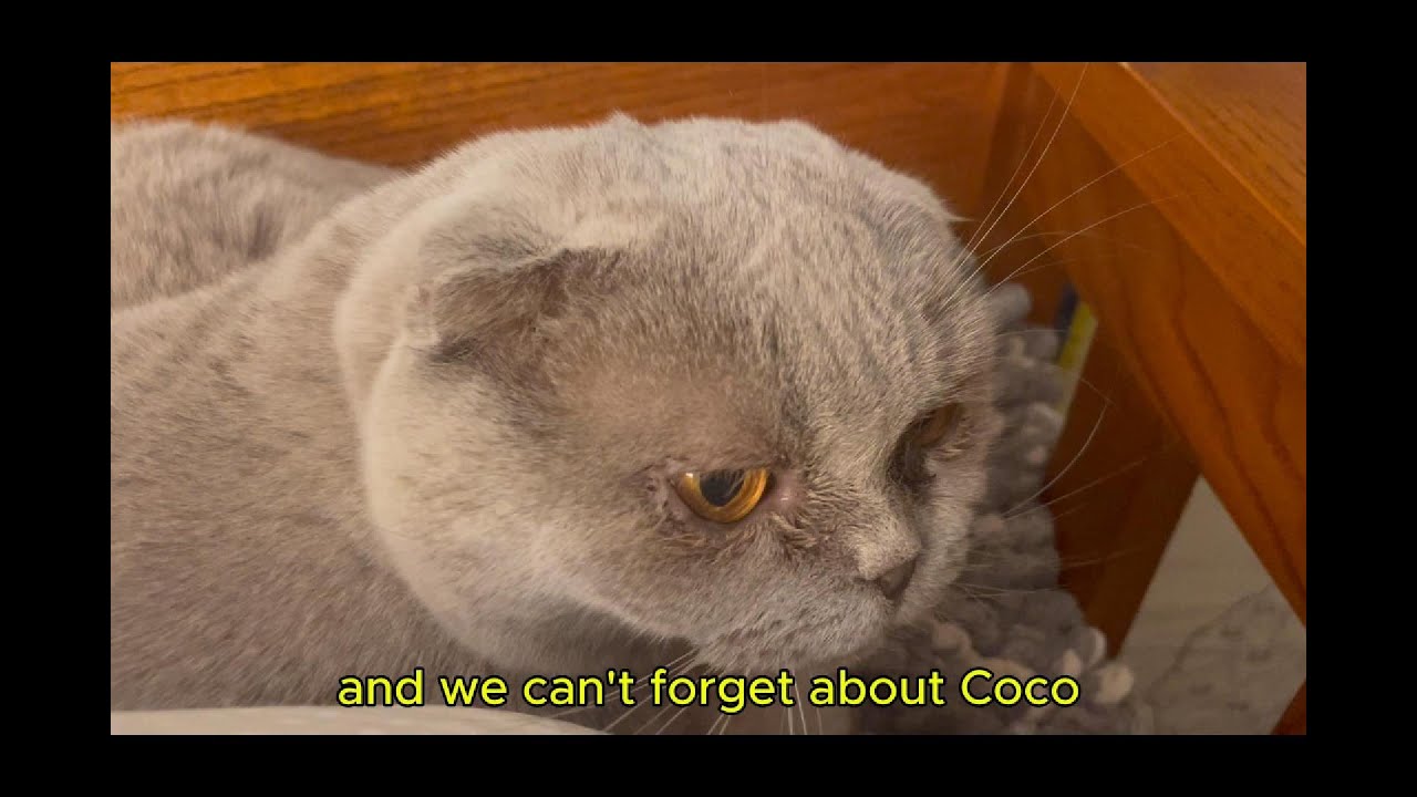 WashU St Louis Video Portfolio [awaiting decision Class of 2030]