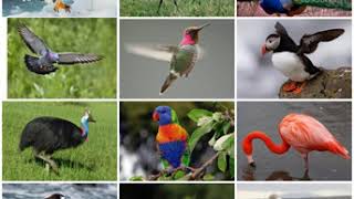 Aves | Wikipedia audio article