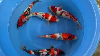 202110 SP-A261 Yagenji Nisai Selected Showa Mix 41-45 cm WYSIWYG