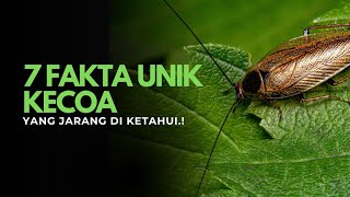 7 Fakta Mengejutkan Tentang Kecoa – Serangga Ini Ternyata Punya Kemampuan Mengalahkan Manusia!