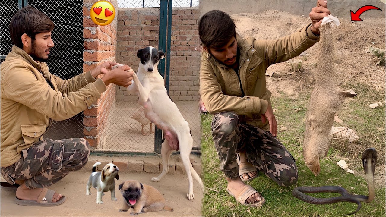 It was very difficult to find a female dog😍|| The snake and the rooster were killed🤔