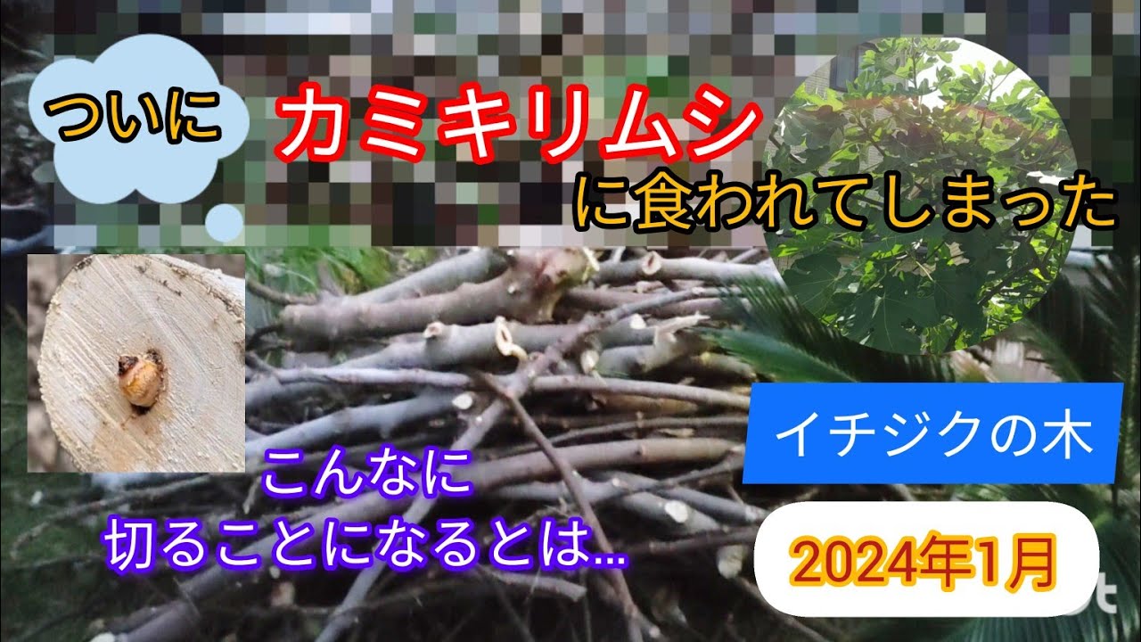 冬の剪定　ついにカミキリムシにやられてしまった　2024年1月　巨大イチジクの木を切る　＆イチジクの木の炭で焼き芋