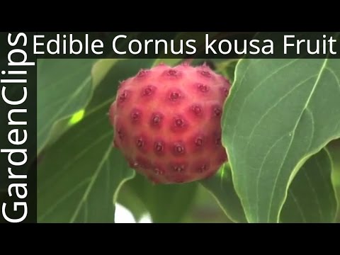 Edible Cornus kousa fruit - Edible fruit of Korean or Japanese Dogwood