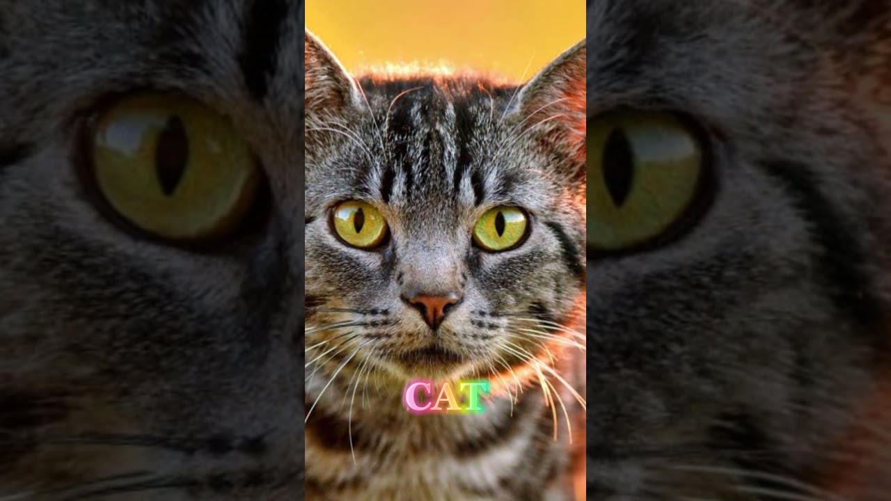 FAVORITE ANIMALS OF PROPHET MUHAMMAD (S.A.W.W)💖😘