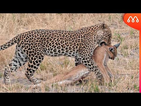 Vidéo: Qui Est Un Caracal