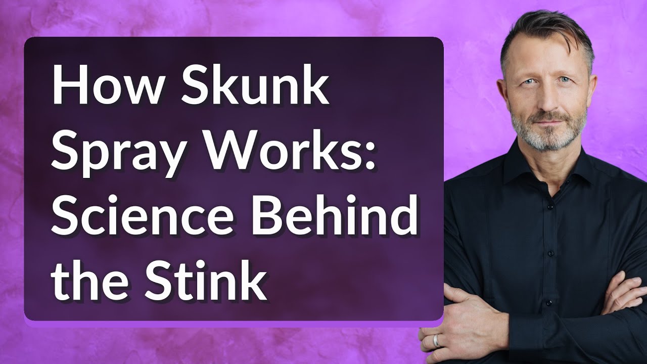 How Skunk Spray Works: Science Behind the Stink - YouTube