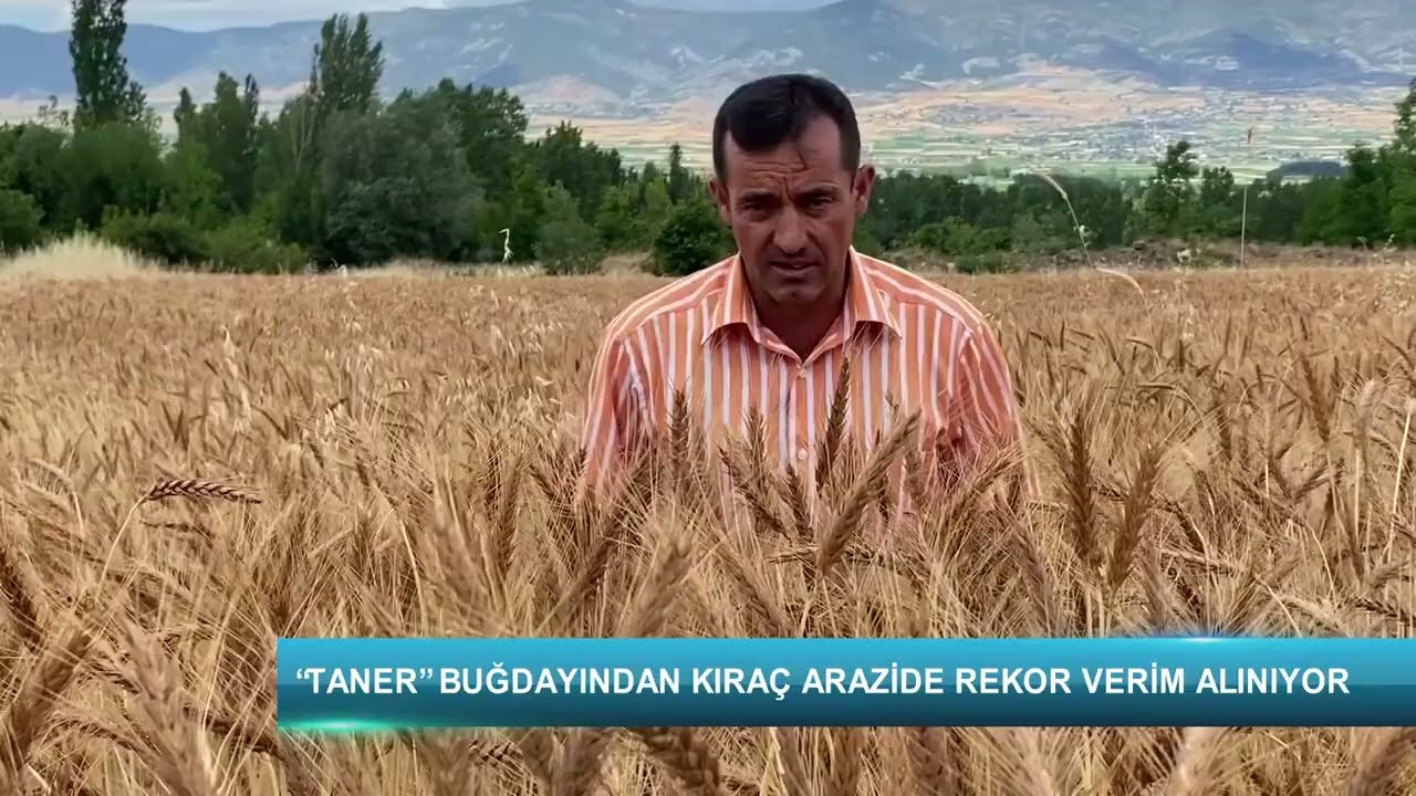 “Taner” buğdayından kıraç arazide rekor verim alınıyor