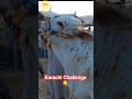 KARACHI KO CHALLENGE #northernbypassmandi #shorts #bull #famous