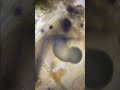 クマムシに食べられるミッキー