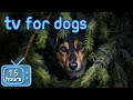 Virtual Dog TV | Exciting Videos for Dogs to Prevent  Boredom! (+ ASMR Music)