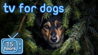 Virtual Dog TV | Exciting Videos for Dogs to Prevent  Boredom! (+ ASMR Music)