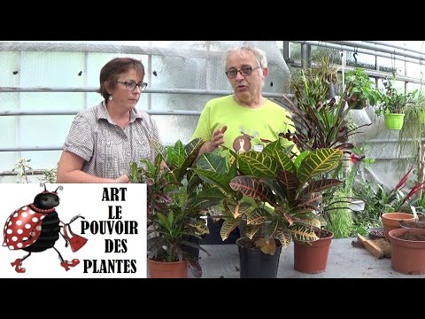 Vídeo: Són plantes d'interior de croton?