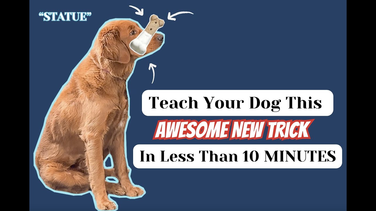 Teach your Dog this Awesome new trick