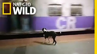 Każdej nocy ten pies czeka na próżno na ten sam wagon | Nat Geo Wild
