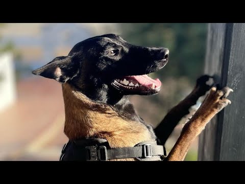 Video: Iemesli, kādēļ suņiem rodas urīns