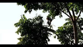 How to catch a spotted dove Ep.17
