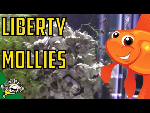 How to Breed The Liberty Molly - Species Spotlight: Poecilia salvatoris - Liberty Mollies