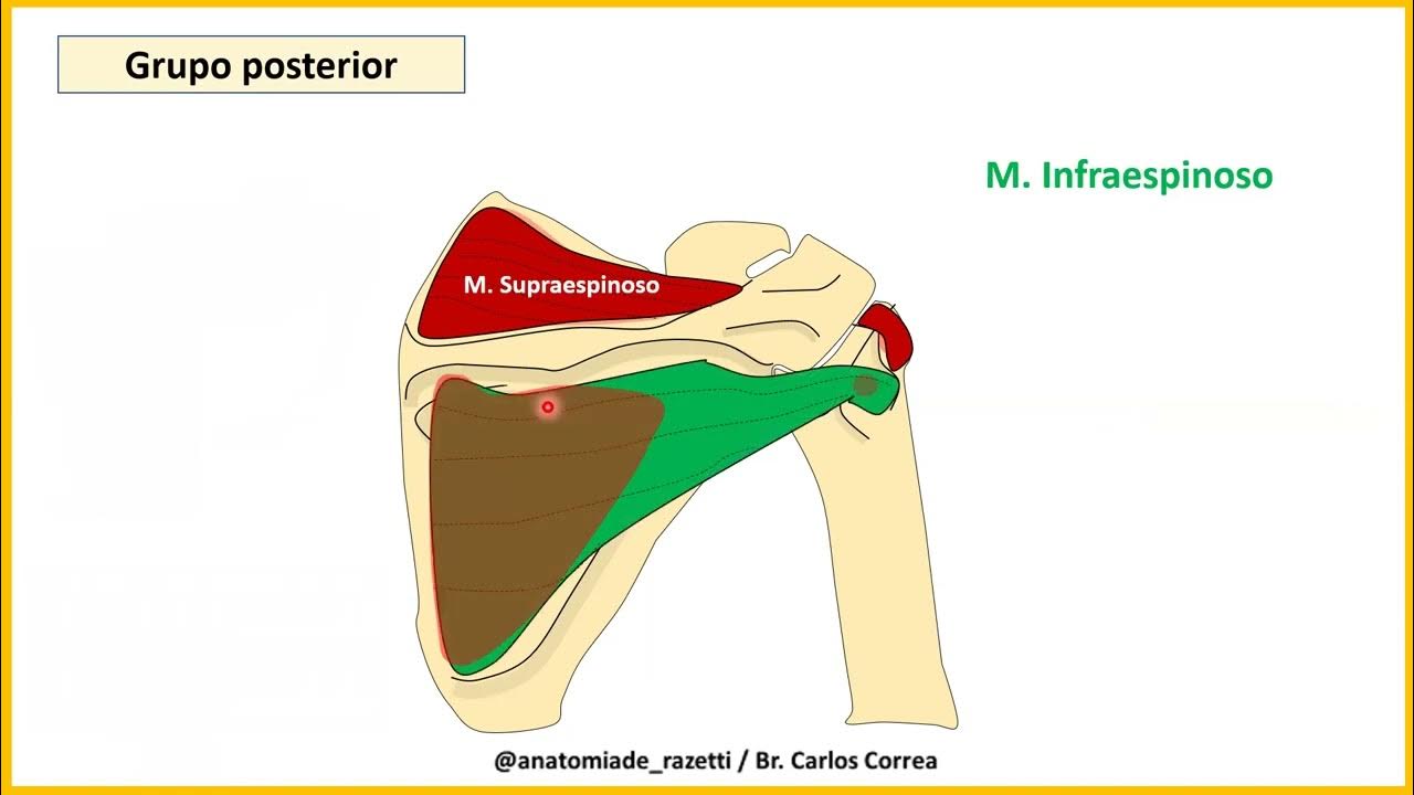 MUSCULOS DEL CINGULO PECTORAL Y REGION BRAQUIAL PARTE 1 - YouTube