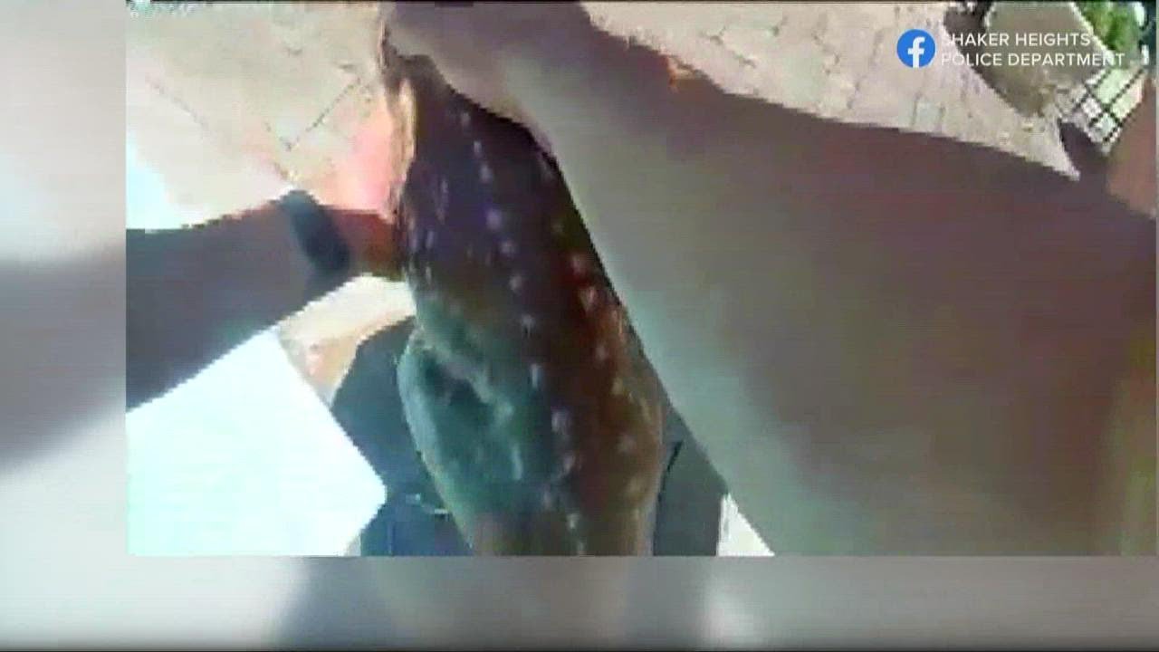 Shaker Heights police save baby deer from pool at Thornton Park