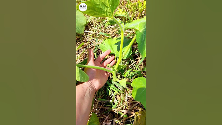 What is pruned and when?
