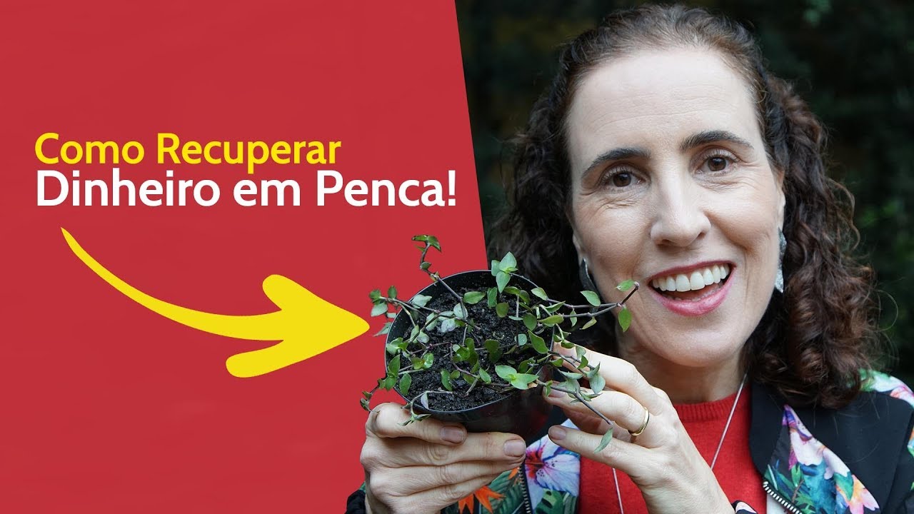 💪 Como Recuperar Dinheiro em Penca | Nô Figueiredo