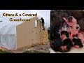 NEW Born Kittens | Covering a Greenhouse & Inflating a Greenhouse' 3-34
