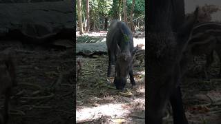 Little Boar Pig Pig Family Best Hungry Eat Vege