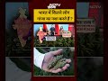 Marijuana News: India में कितने लोग गांजा का नशा करते हैं ? #cannabis #shorts #reels #viral #ganja