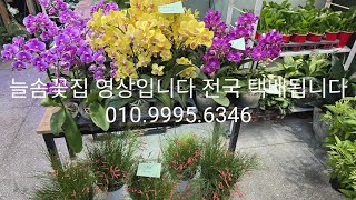 July 20th Neulsom Flower Shop video, nationwide shipping available 010.9995.6346, lots of new flo...
