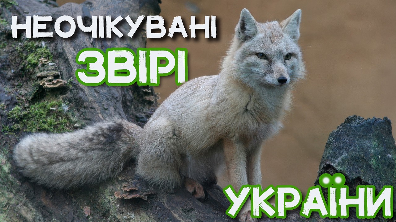 НЕВІДОМІ тварини України — справжній СКАРБ! Чому про них мовчать?