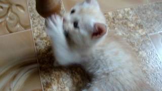 У нас в гостях Персик\крысы впервые видят кота У нас в гостях Персик\крысы впервые видят кота