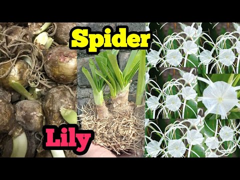 स्पाइडर लिली एक बल्ब से भर जाएगा पूरा बास्केट//Easy To Grow Spider Lily Bulbs#spiderlily#bulbsplants