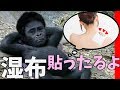 なんで！？『ゴリラが背中に湿布を貼ってくれる』だけのはずが…
