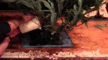 Difficulty in watering a Christmas Tree