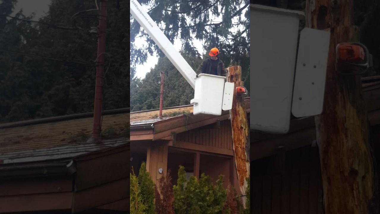 Pro Tree Services - Sunday Dead Tree Removal