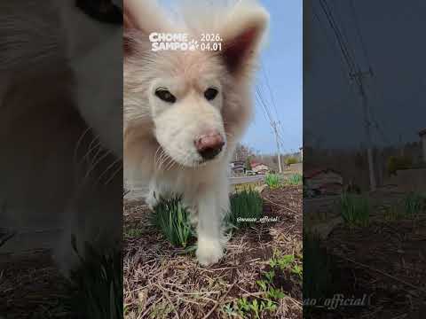 April Fool’s Parade #ちょめ散歩 2026.04.01 / #chomesampo