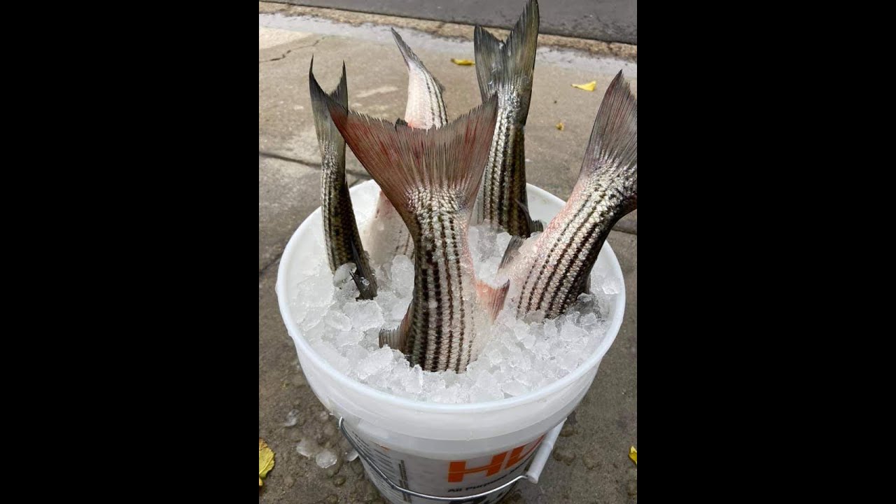 Quail Lake Hot Striper Bite!!! YouTube