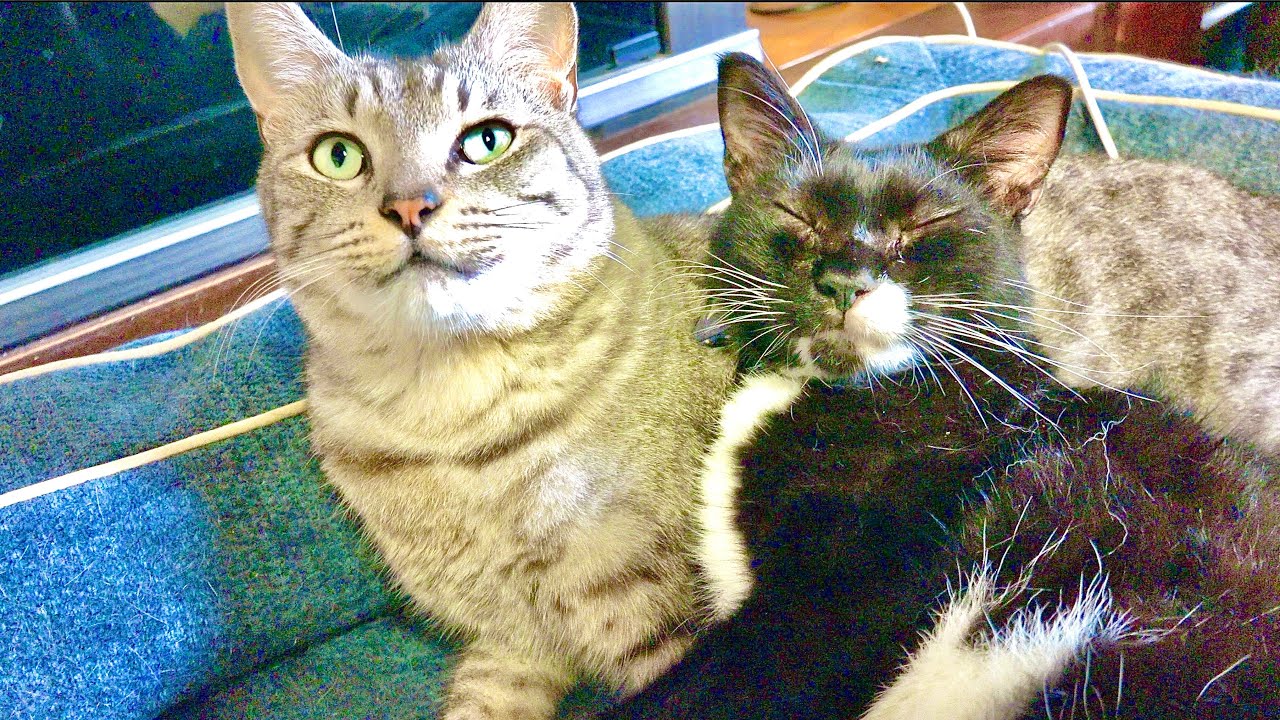Searching for the Missing Cat - YouTube