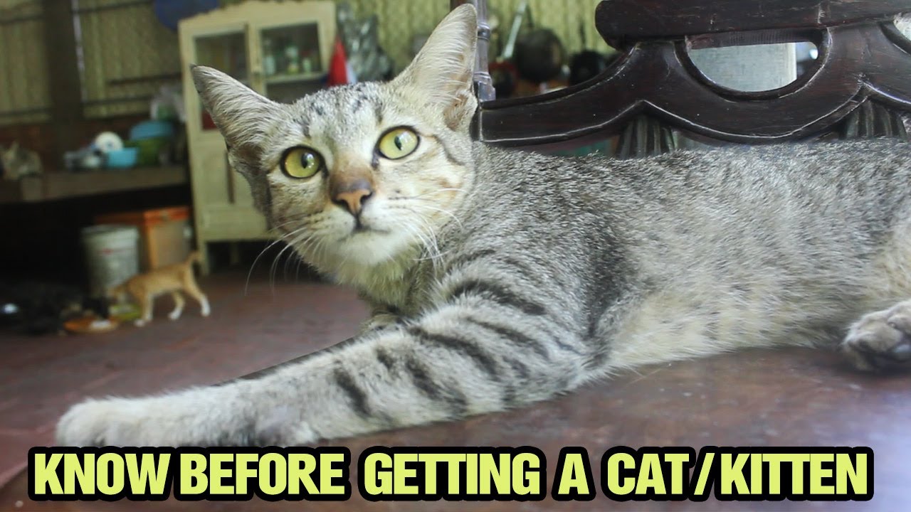 What I Wish I Knew Before Getting A Kitten