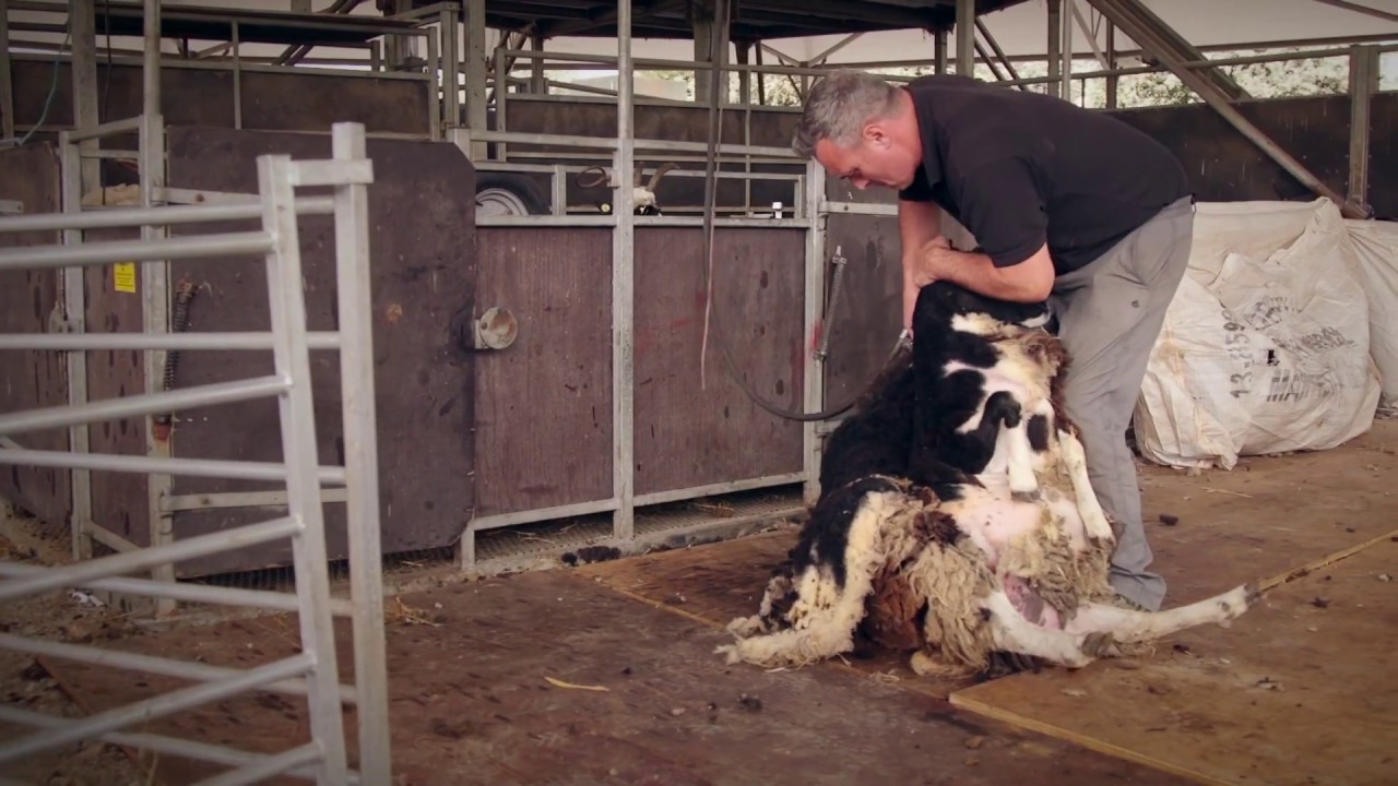 Sheep Shearing Weekend at Cannon Hall Farm