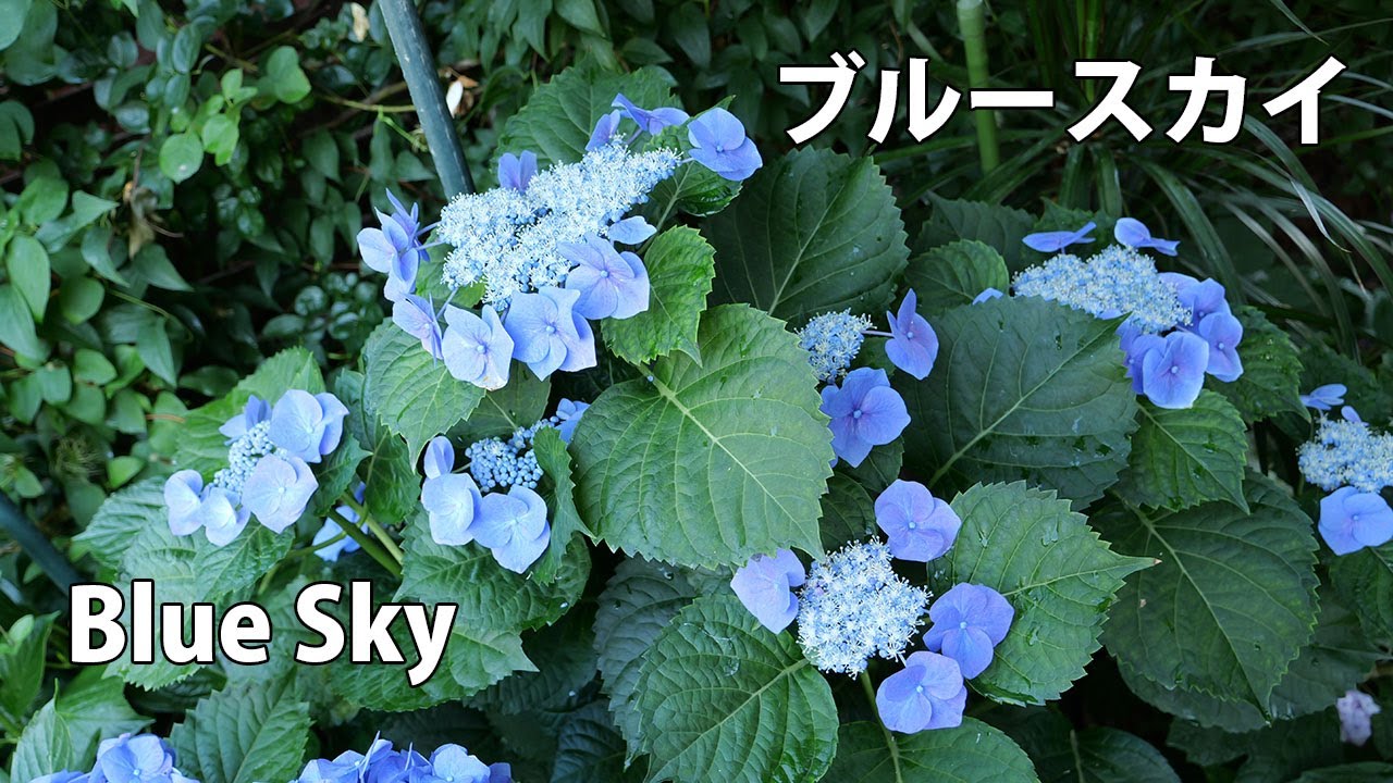 ブルースカイ　2023.2024.2025 4年　6月 4K】ブルースカイ Blue Sky 2024年6月12日 June 12, 2024 #ブルー