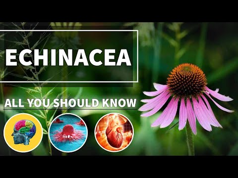 ECHINACEA: Benefits & Properties | Medicinal plants 💚 100% Natural