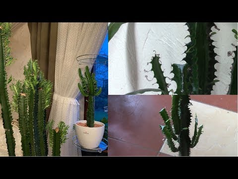 Video: How To Inoculate Euphorbia Triangular