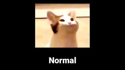 15 Pop Cat Sound Variations In 48 Seconds